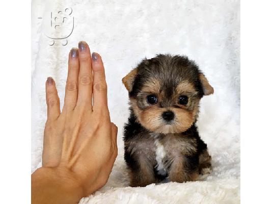 PoulaTo: Teacup Yorkie Puppies Available